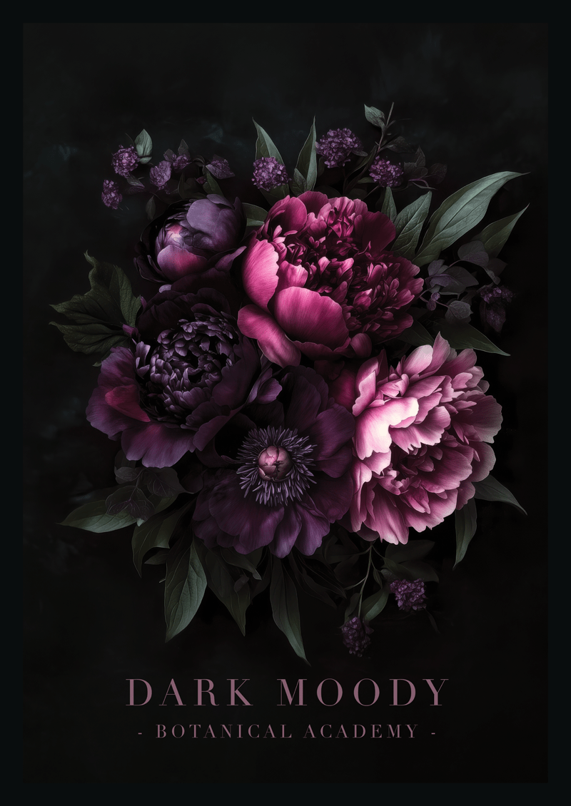 Affiche murale botanique de pivoines aux teintes sombre de pourpre et de violet sur fond noir.