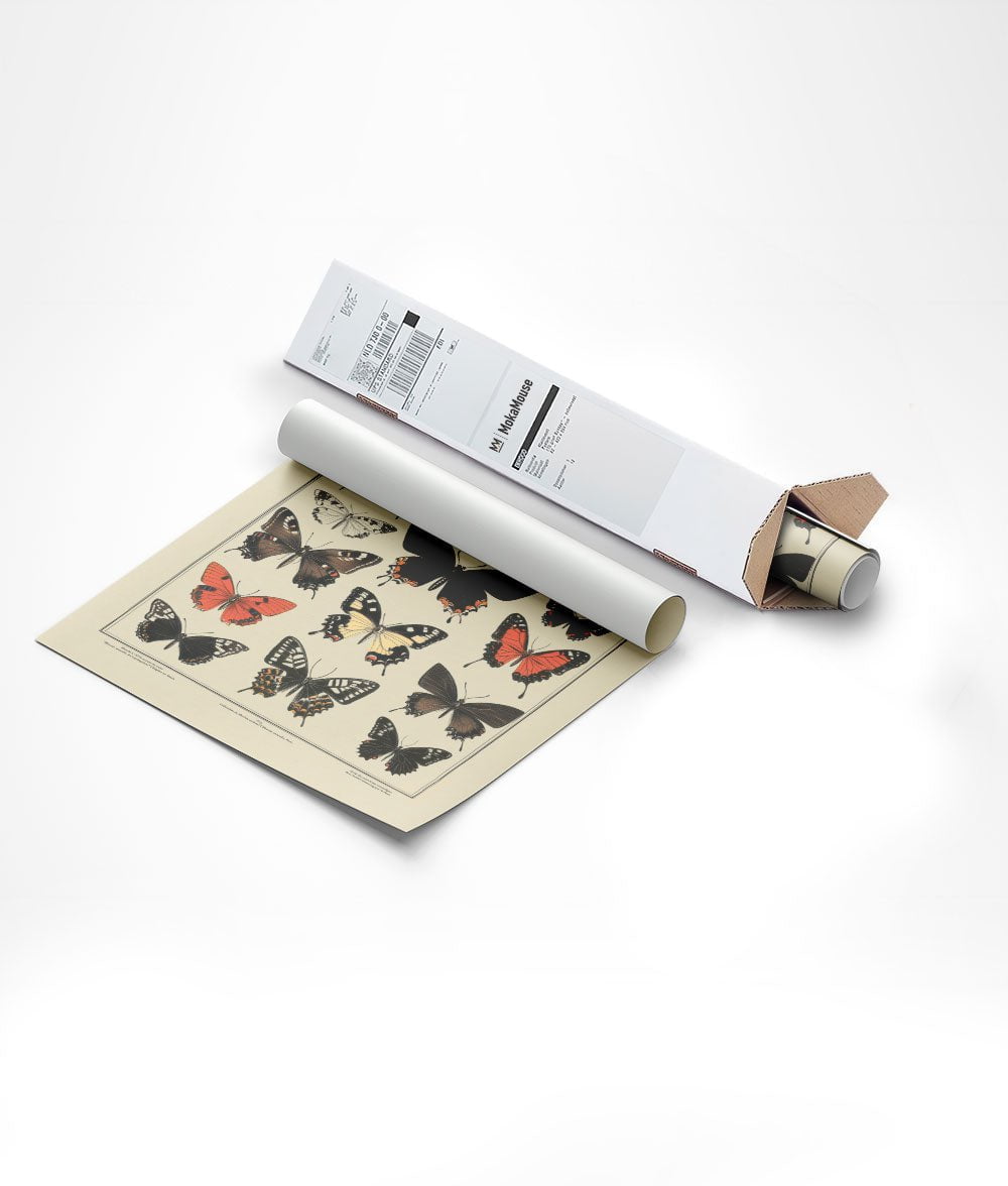 planche naturaliste de papillons exotiques, dans leur emballage d'expédition triangulaire.