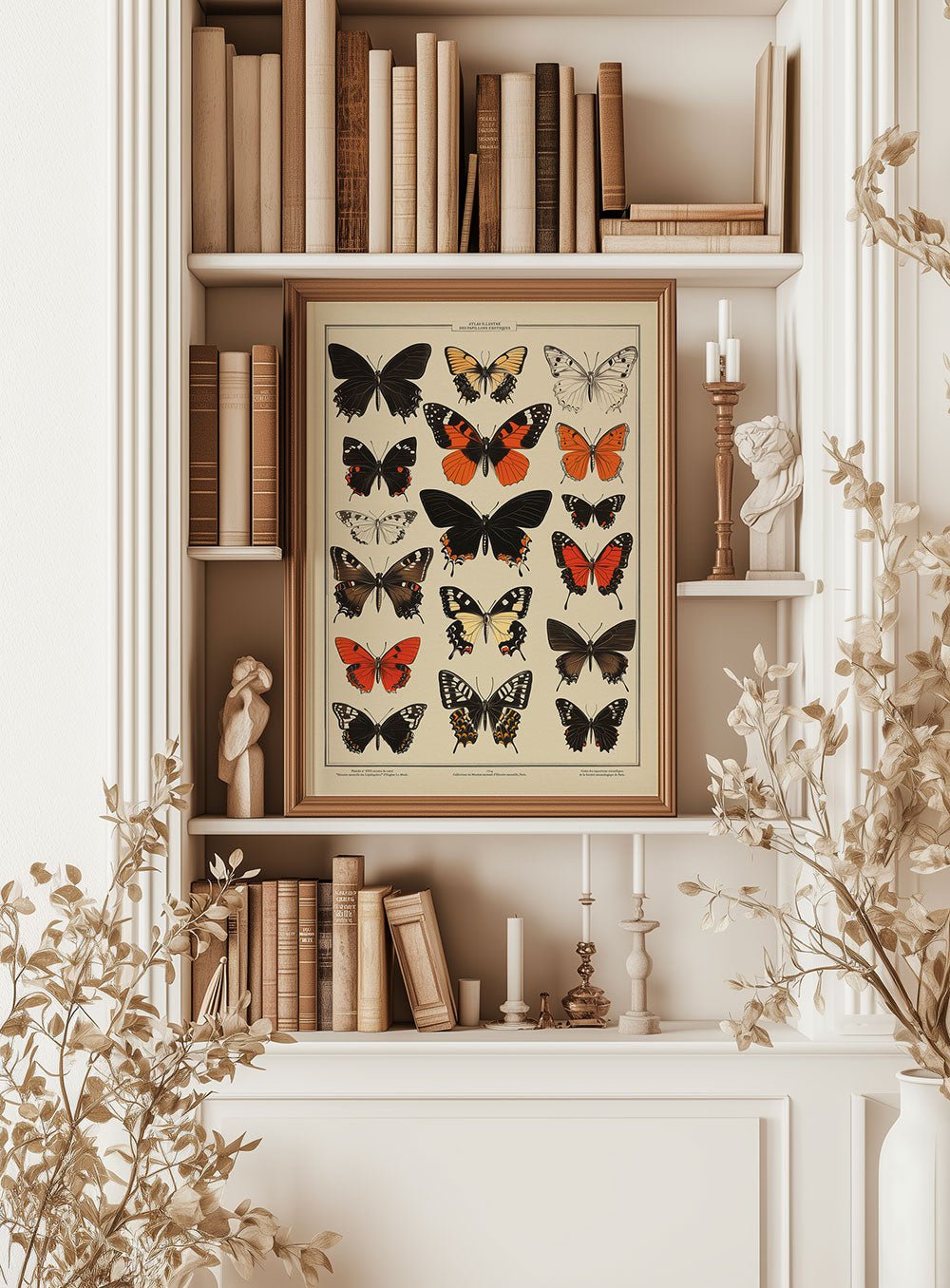 Planche naturaliste représentant des papillons exotiques, encadrée dans un cabinet de curiosités.