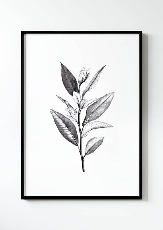 dessin gravure botanique en noir et blanc d'une branche aux feuilles longues dans un cadre.