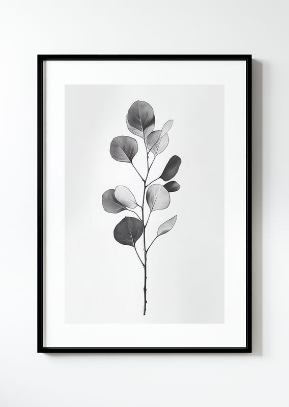poster botanique d'une branche d'eucalyptus, grise dans un cadre noir.