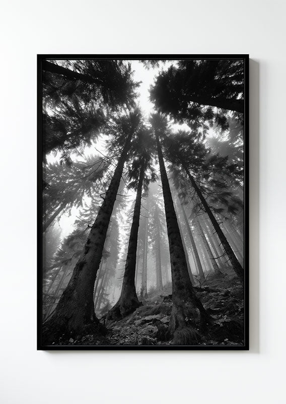 Affiche photographie noir et blanc d'arbres vu d'en bas dans une forêt, dans un cadre noir