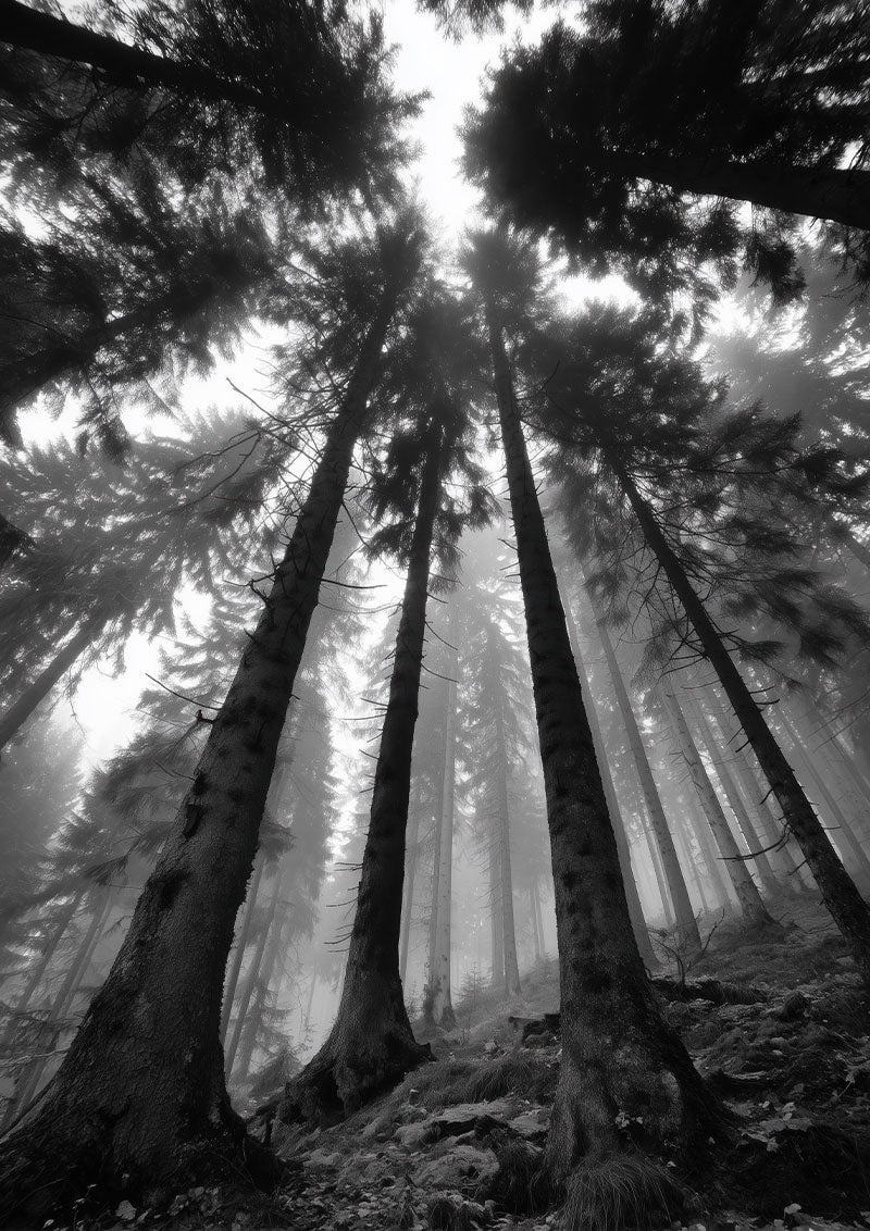 Affiche photographie noir et blanc d'arbre vue d'en bas dans une forêt