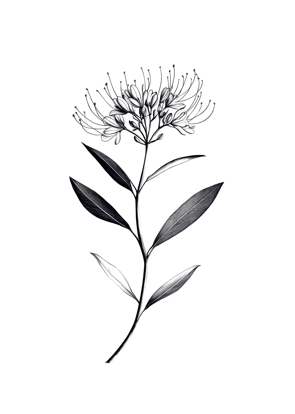Illustration botanique en noir et blanc de la fleur "Cleome Spinosa".
