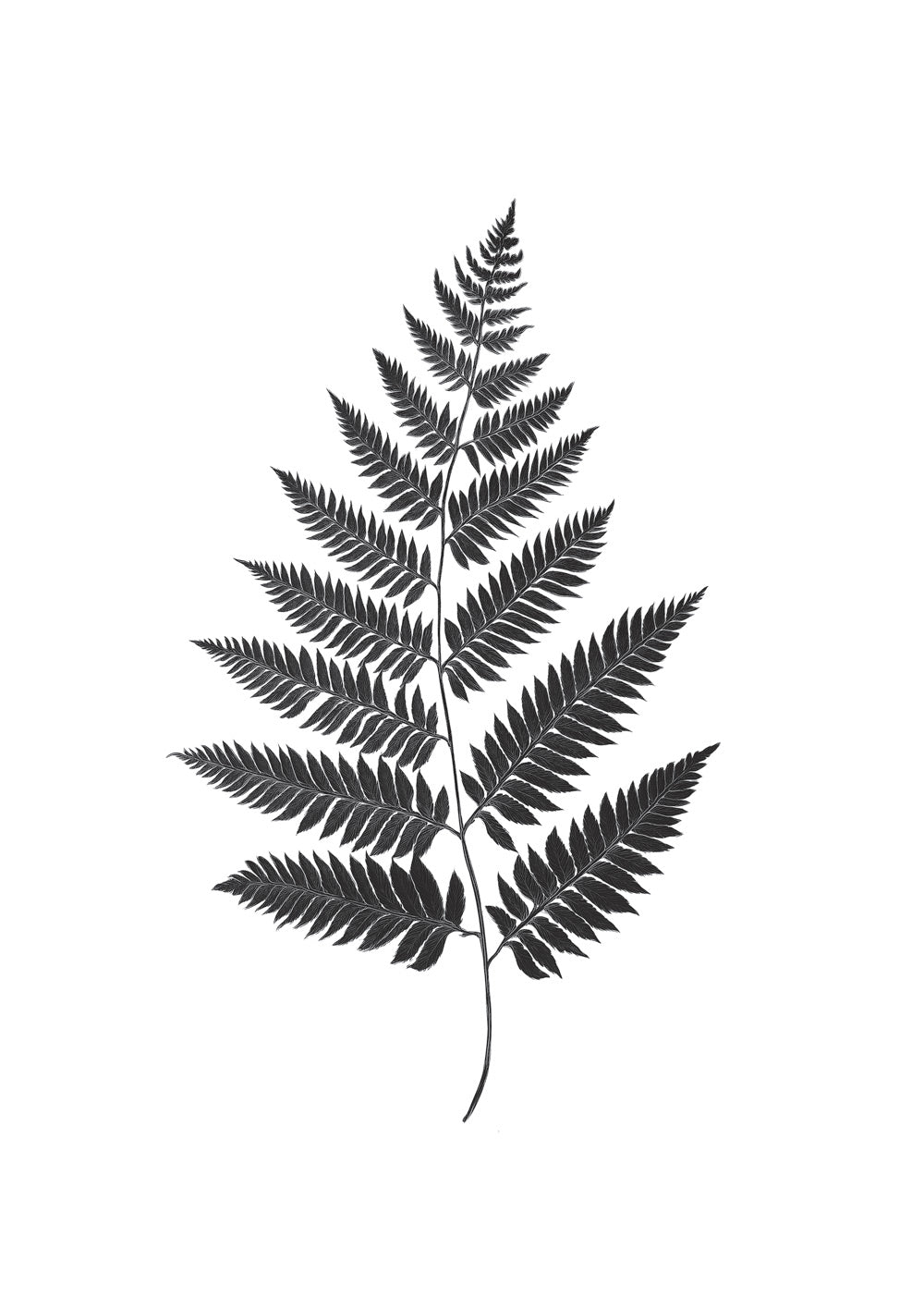 Illustration botanique en noir et blanc représentant une impression végétale d'une fougère.
