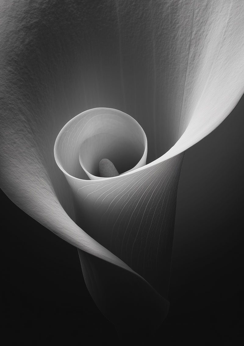 Affiche photographie noir et blanc montrant un gros plan sur le centre de la fleur calla lily