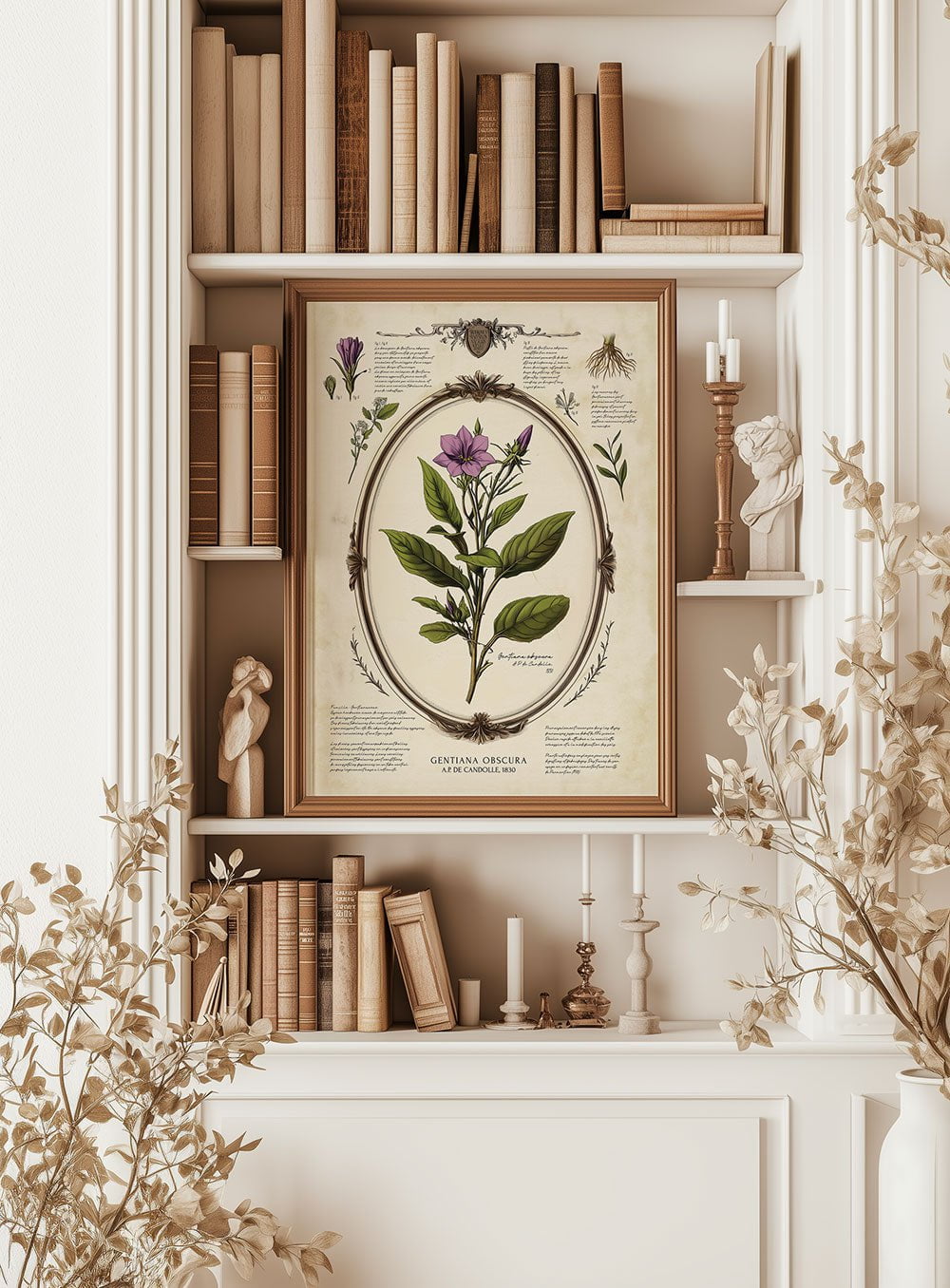 Planche botanique ancienne d'une Gentiana, encadrée dans une décoration cabinet de curiosités.