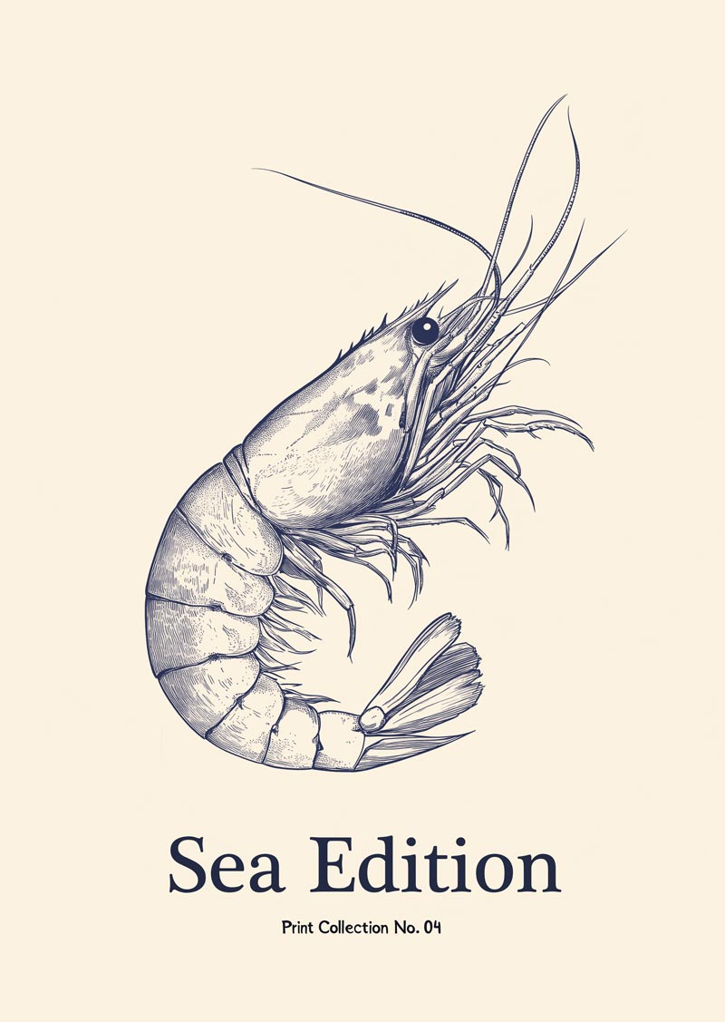 Affiche mer représentant une crevette bleue en style gravure sur fond crème