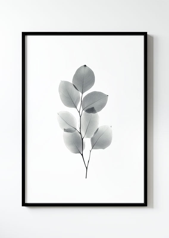 poster d'un dessin Illustration d'une branche d'eucalyptus, dans un cadre noir.