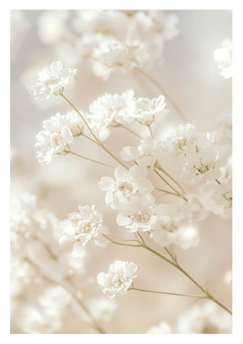 Photographie de fleurs blanches en gros plan sur un fond aux nuances de crème et de blanc.