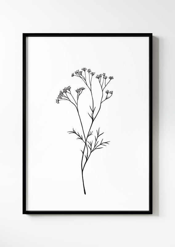Illustration botanique d'une branche de gypsophile, en noir et blanc dans un cadre noir