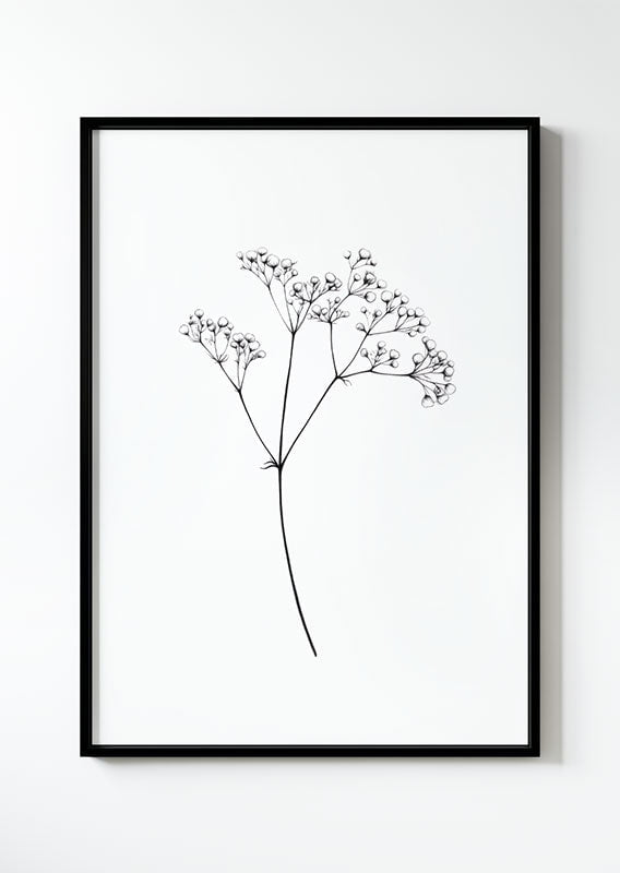 Poster d'un dessin de gypsophile en noir et blanc dans un cadre noir