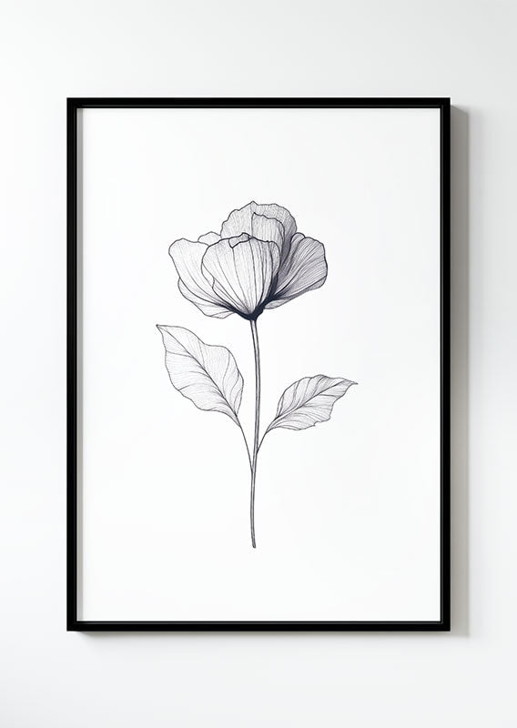 Illustration botanique en noir sur blanc d'un pavot tout en transparence dans un cadre noir.
