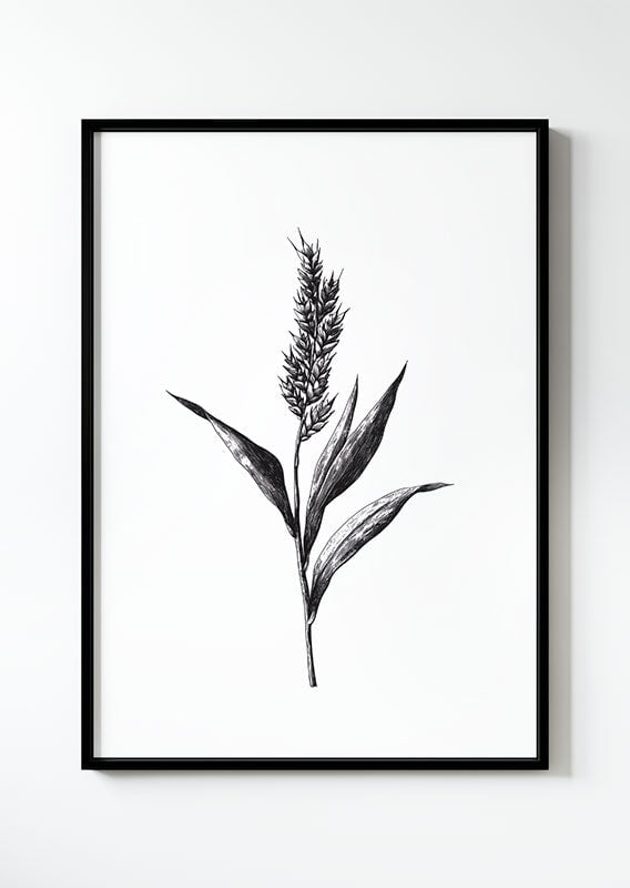 Affiche poster botanique en noir et blanc d'un brin de millet dans un cadre noir.