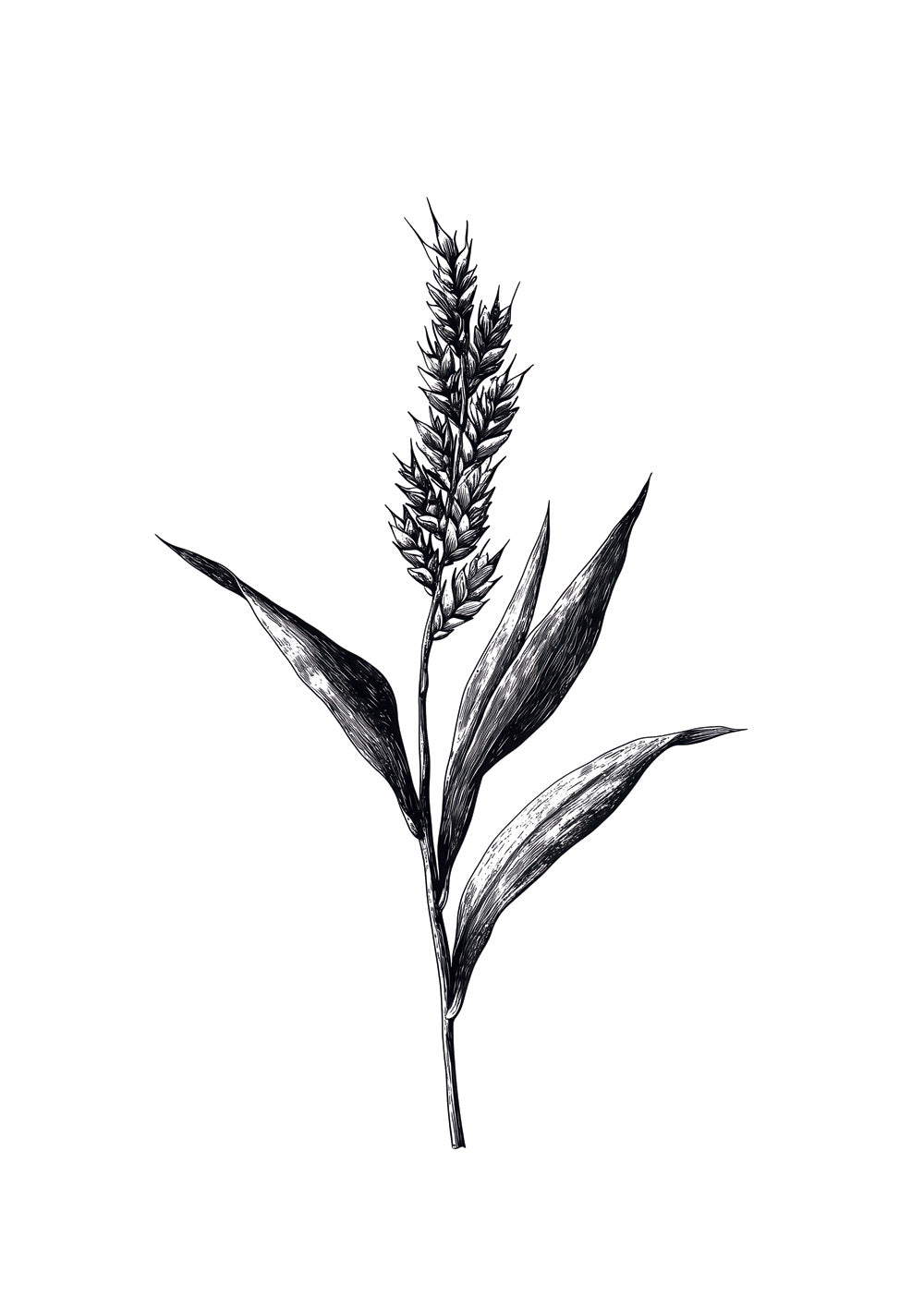 Illustration botanique en noir et blanc d'un brin de millet.