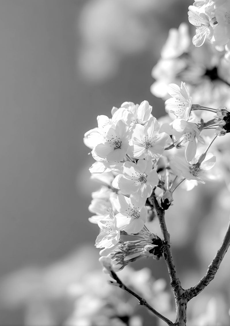 Affiche photographie noir et blanc d’une branche de cerisier en fleurs en gros plan
