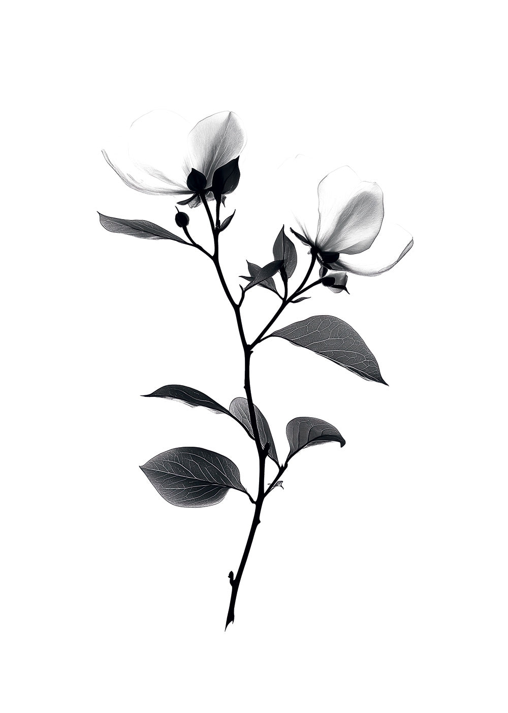 Illustration botanique en noir et blanc représentant une branche de magnolia en fleurs.