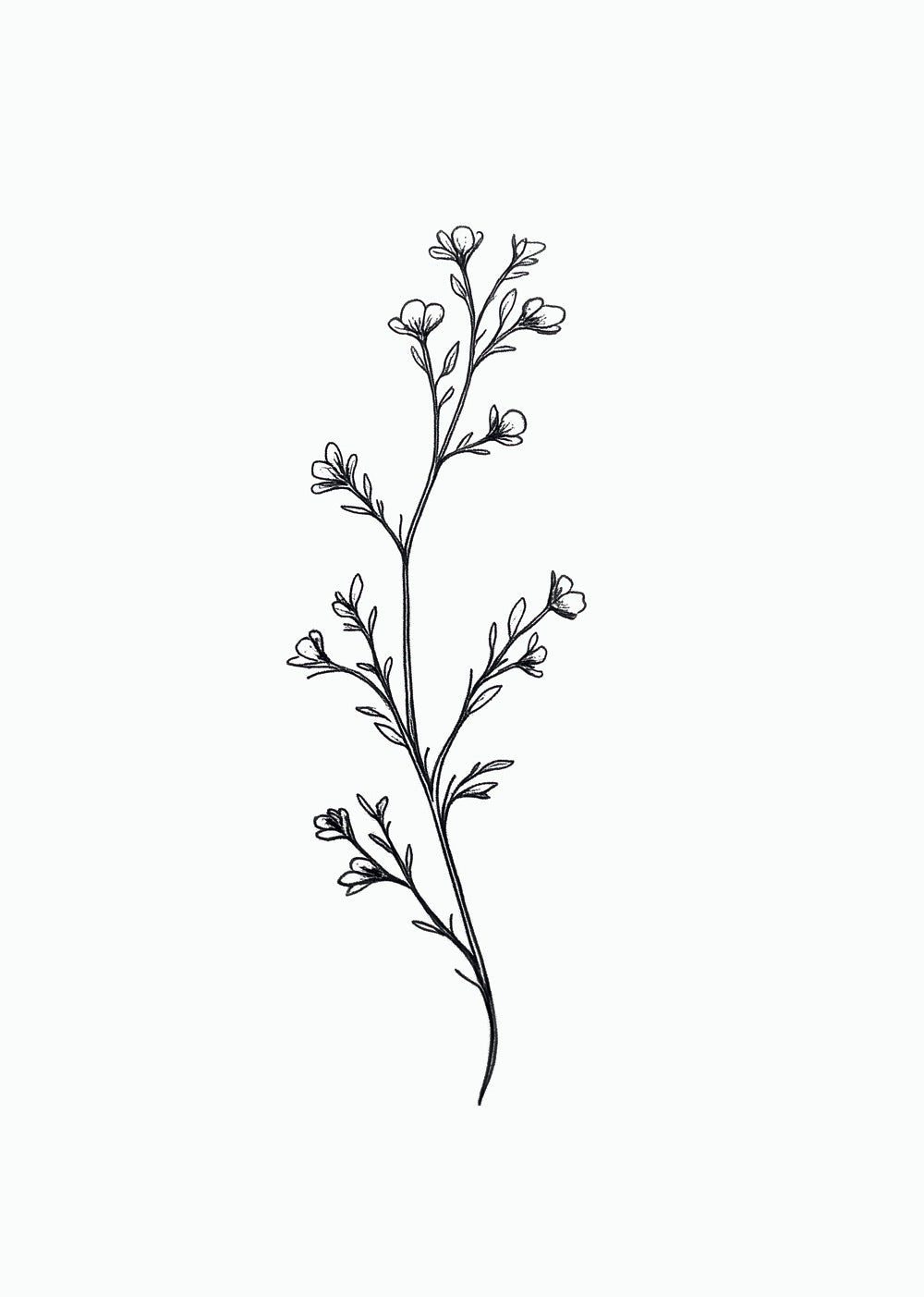 Affiche botanique minimaliste en noir et blanc d'une branche avec des bourgeons.