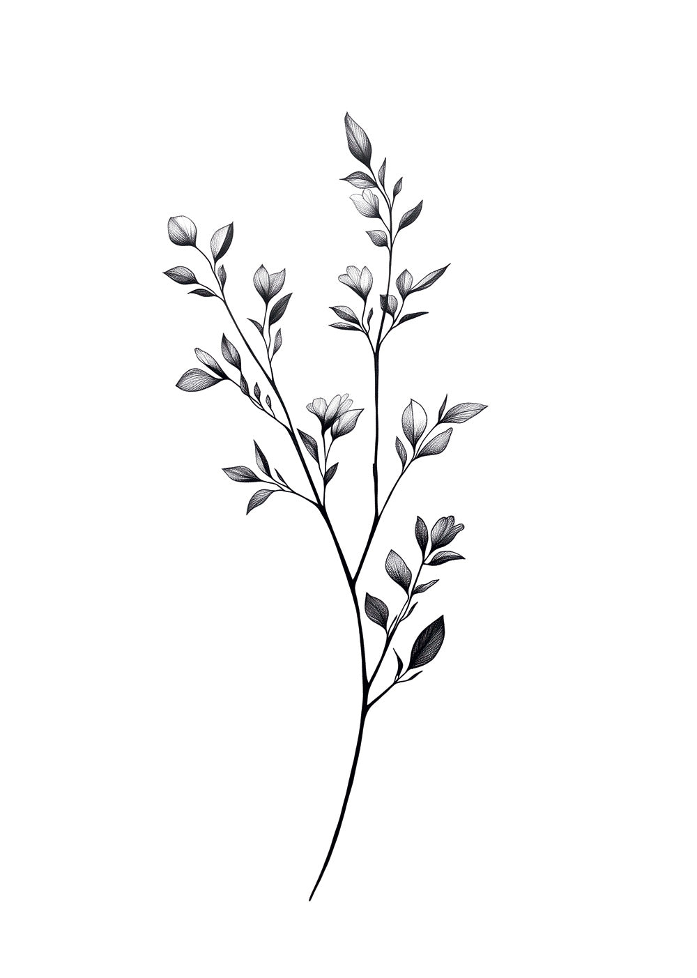 Illustration botanique noir et blanc branche fine de feuilles et de bourgeons.