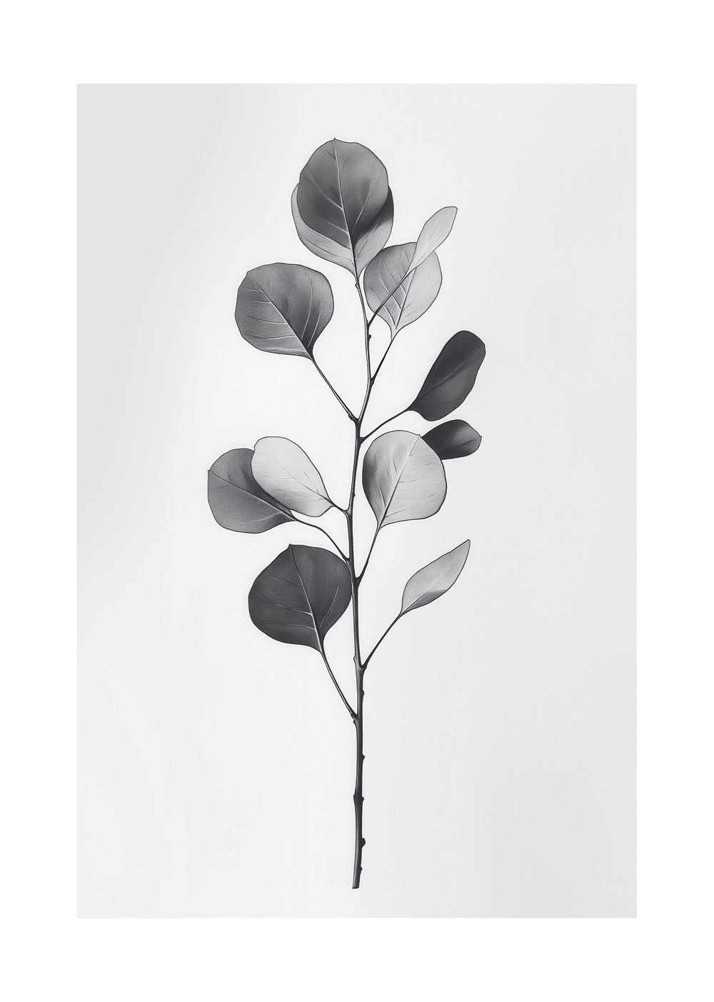 Illustration botanique d'une branche d'eucalyptus, en noir et blanc sur fond gris.