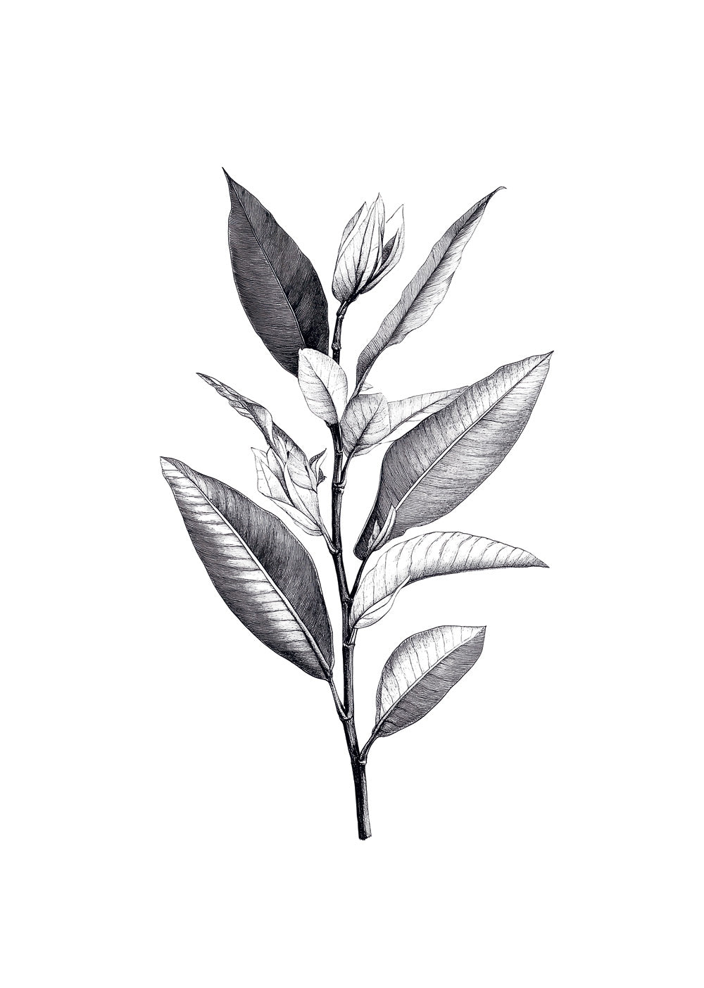 Illustration botanique en noir et blanc d'une branche aux feuilles allongées.