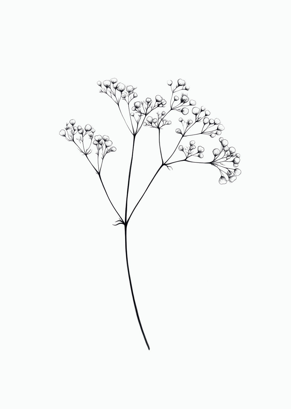 Illustration botanique en noir et blanc, d'une brindille de gypsophile.