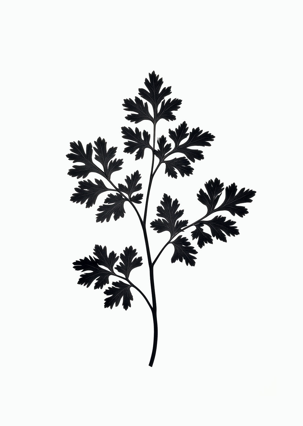 Illustration botanique d'une impression végétale d'un brin de persil en noir et blanc.
