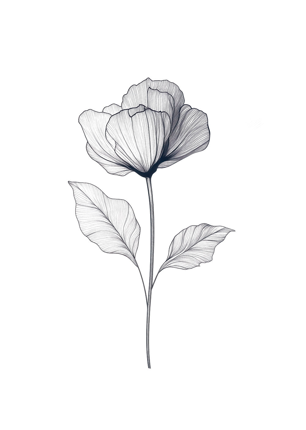 Illustration botanique en noir sur blanc d'un pavot tout en transparence.