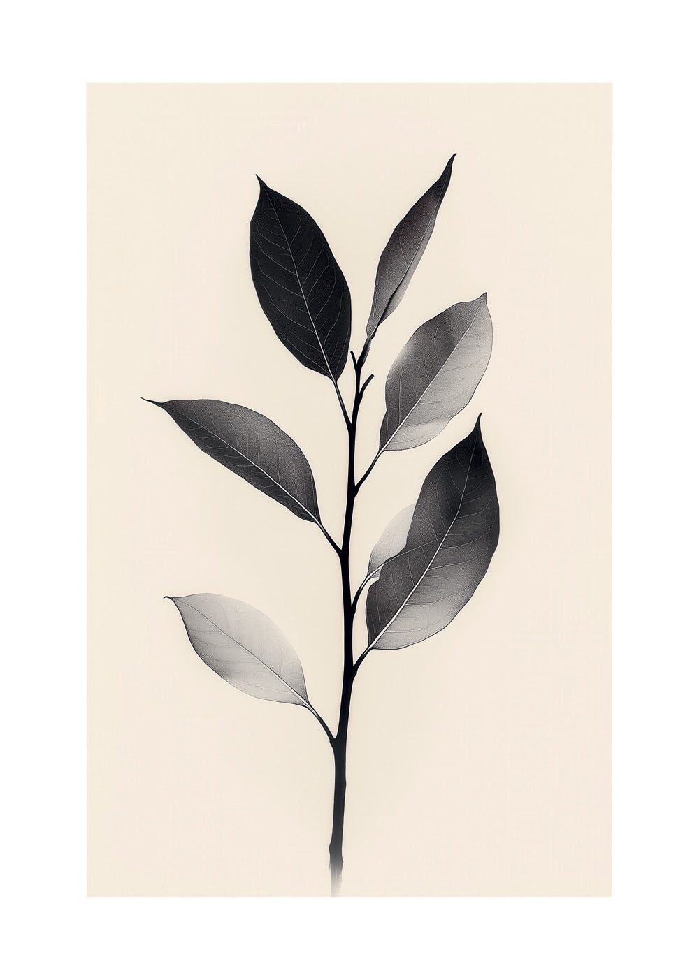 Illustration botanique branche de feuilles noir et blanc, fond beige, bordure blanche.