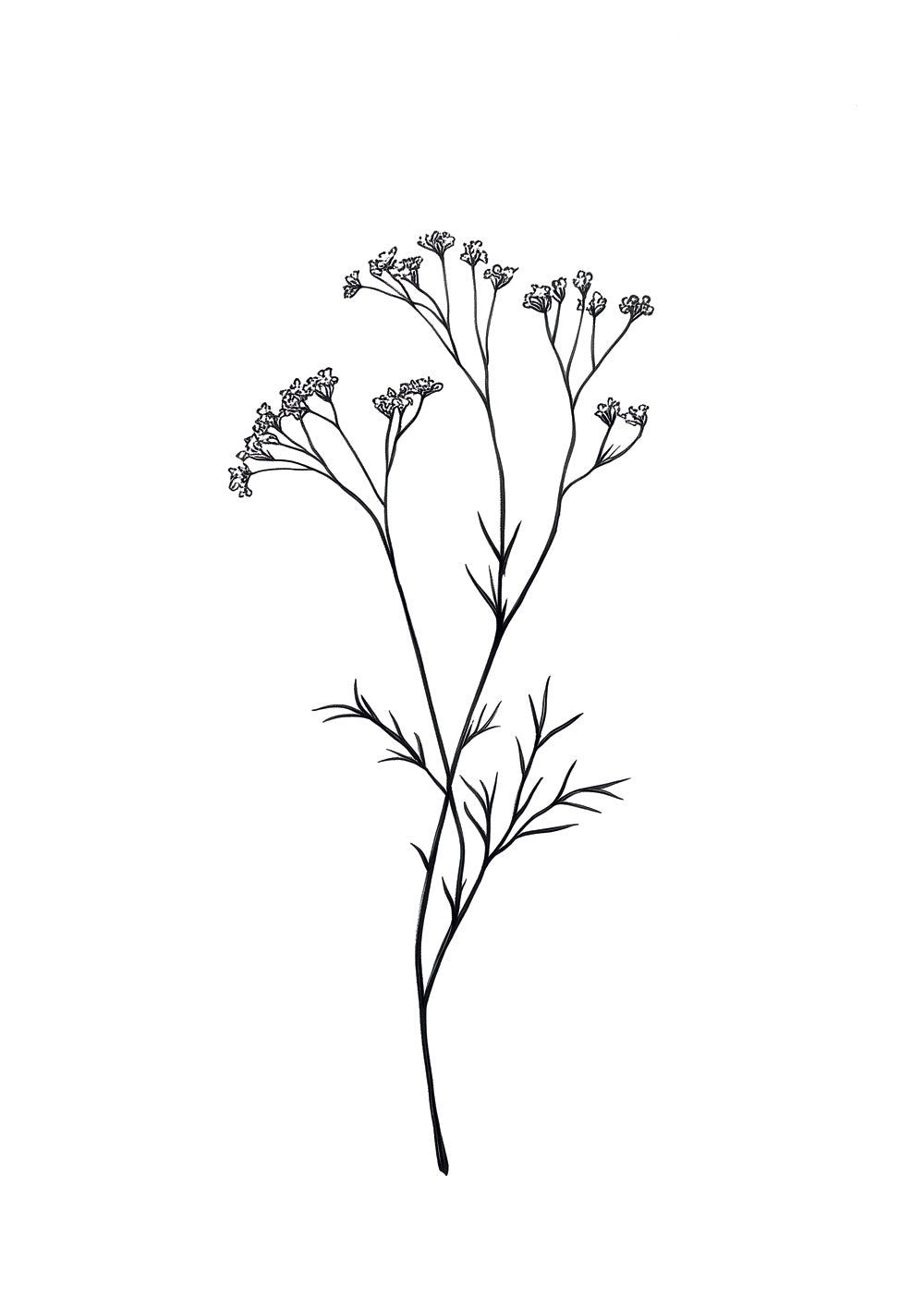 Illustration botanique d'une branche de gypsophile, en noir et blanc.