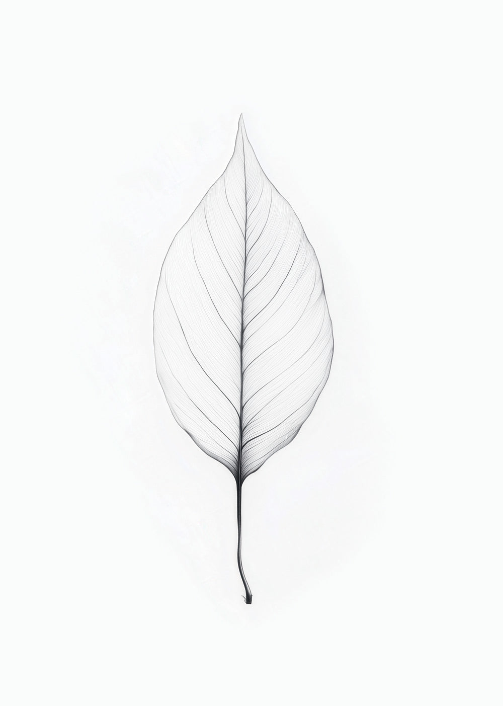 Illustration botanique d'une feuille en transparence, en noir sur blanc.