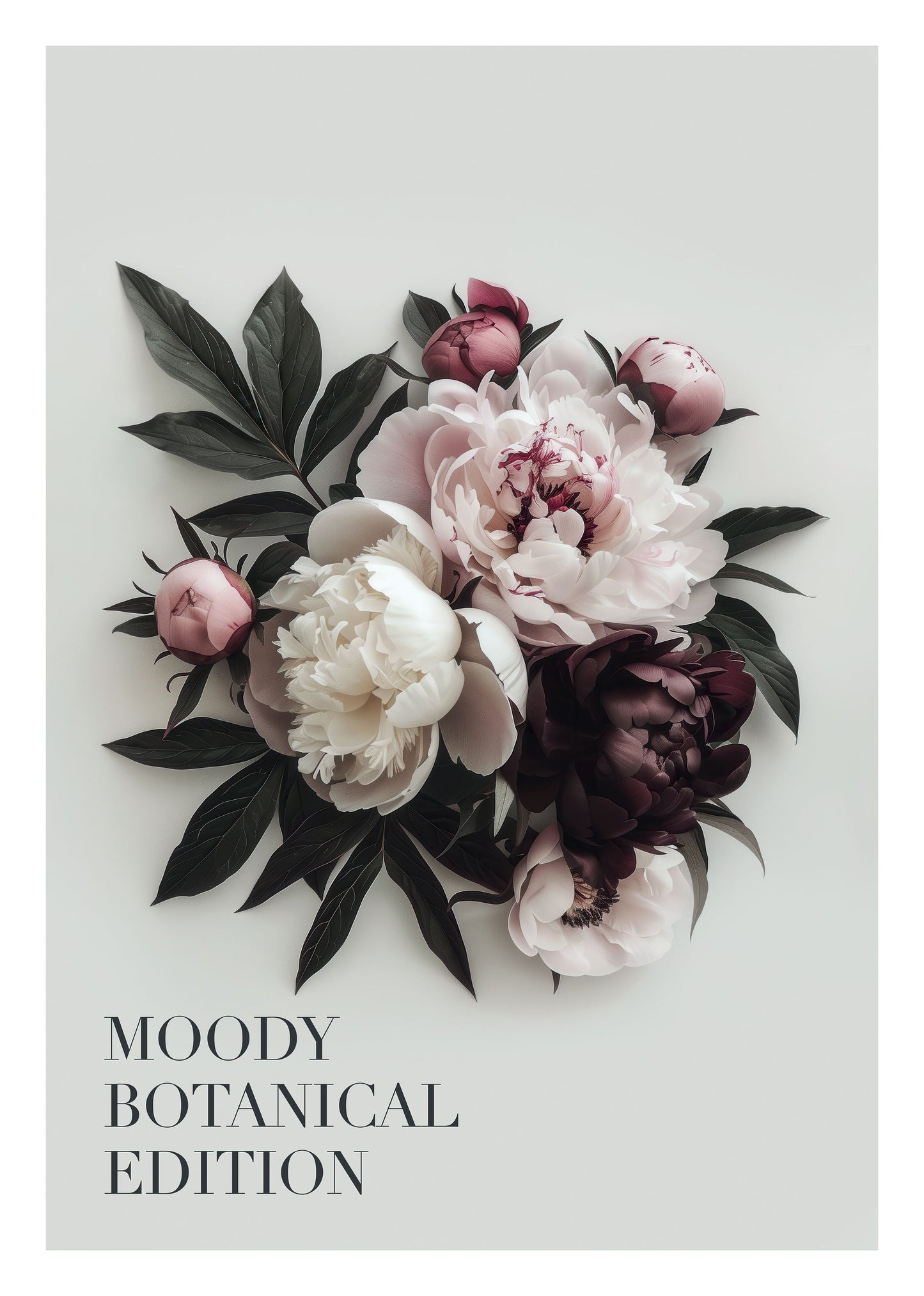 Affiche murale botanique de pivoines rose vintage et blanche sur fond gris.