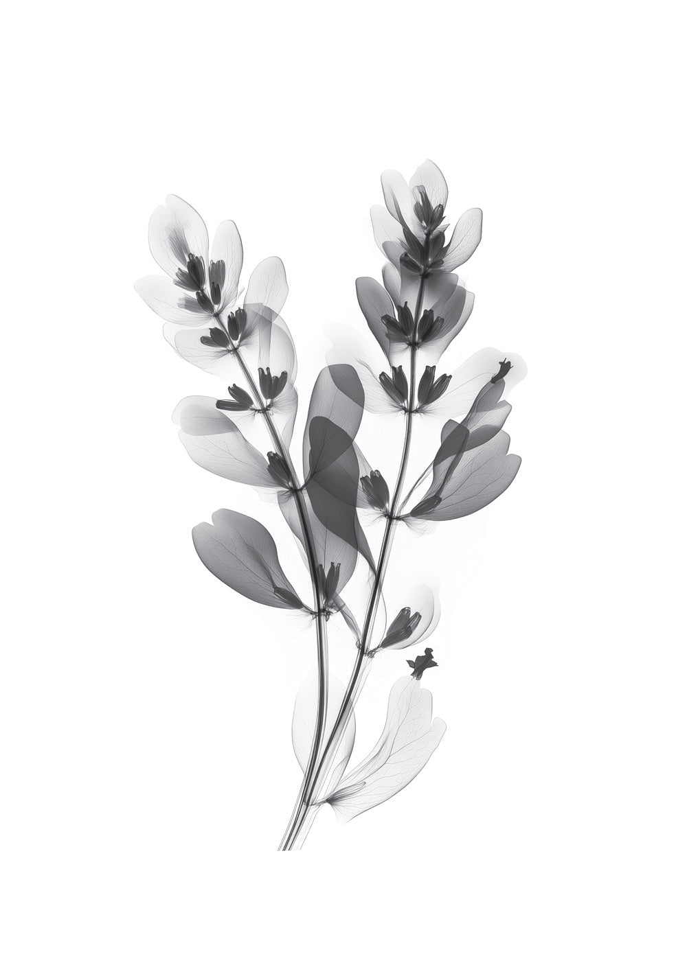Illustration botanique en noir et blanc d'une branche en fleurs, capturée par rayon X.