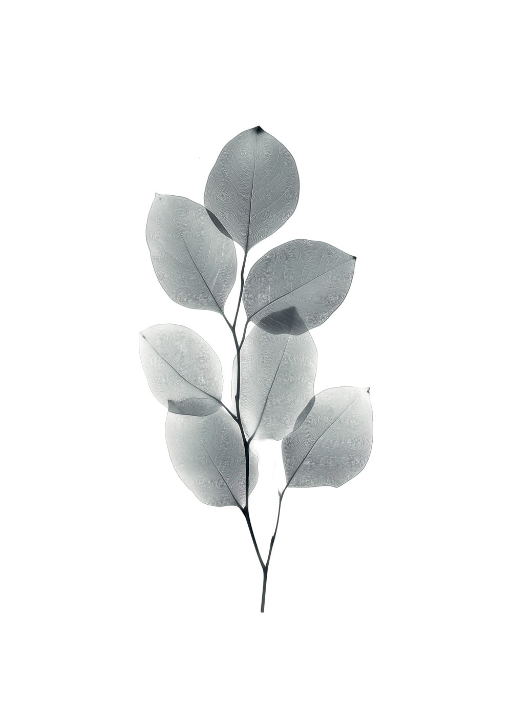 Illustration botanique d'une branche d'eucalyptus, capturée à travers des rayons X.