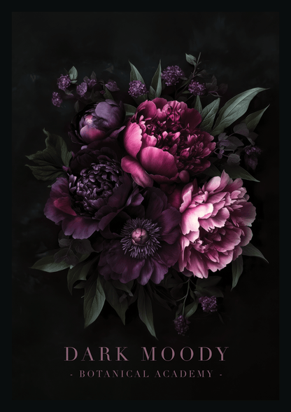 Affiche murale botanique de pivoines aux teintes sombre de pourpre et de violet sur fond noir.