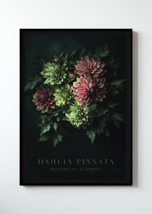 Botanical Academy -  Dahlia Pinnata