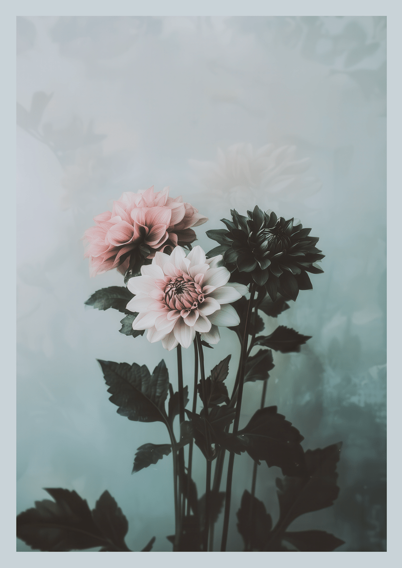 Affiche murale botanique de dahlias noir rose et blanc sur fond brumeux.