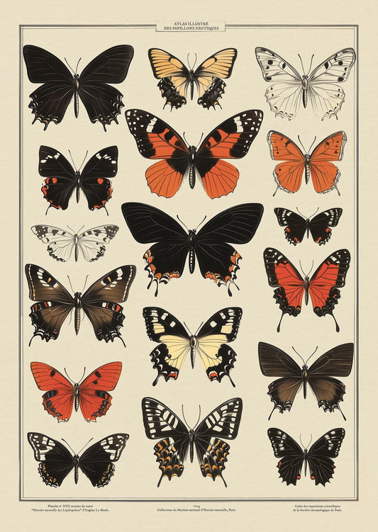 Planche naturaliste pour décoration de cabinet de curiosités, représentant des papillons exotiques.