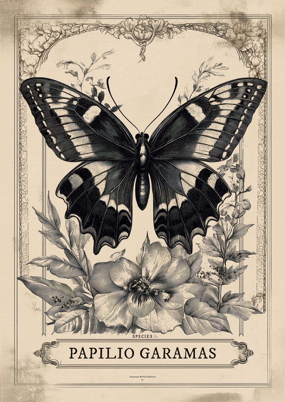 planche naturaliste pour Décoration cabinet de curiosités d'une gravure du papillon Garamas.