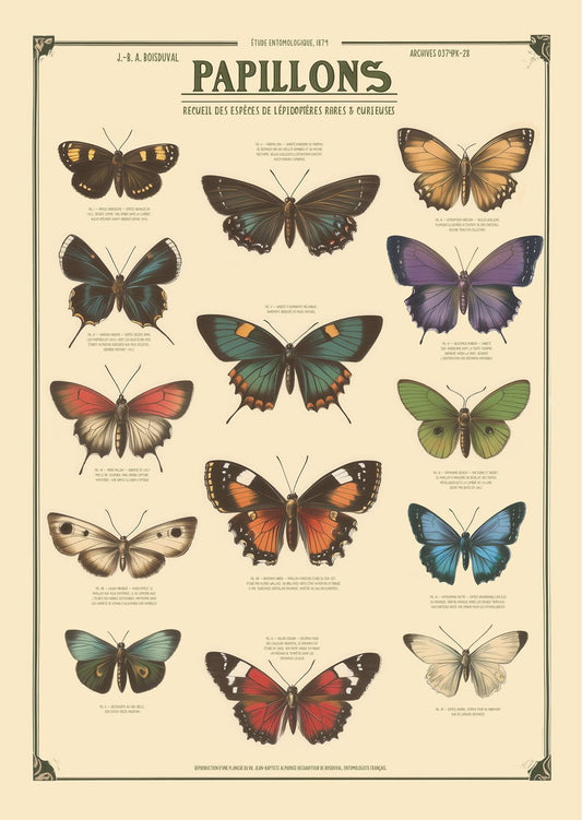 Affiche décoration cabinet de curiosités, illustrant une planche naturaliste de 14 papillons.