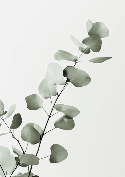 Affiche murale botanique d'une photographie de branche d'eucalyptus sur un fond gris clair