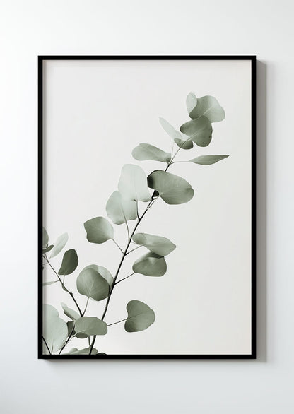 Eucalyptus Série 2