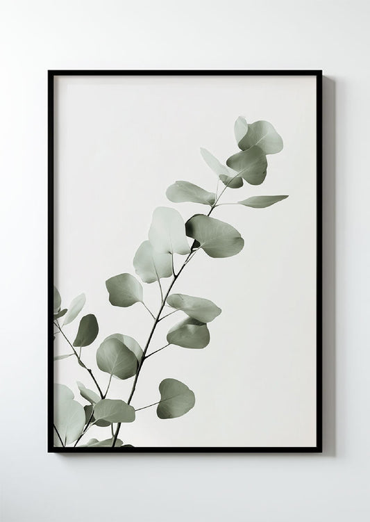 Eucalyptus Série 2