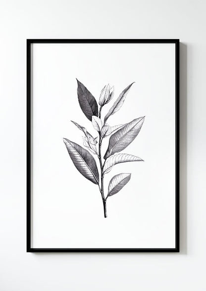 dessin gravure botanique en noir et blanc d'une branche aux feuilles longues dans un cadre.