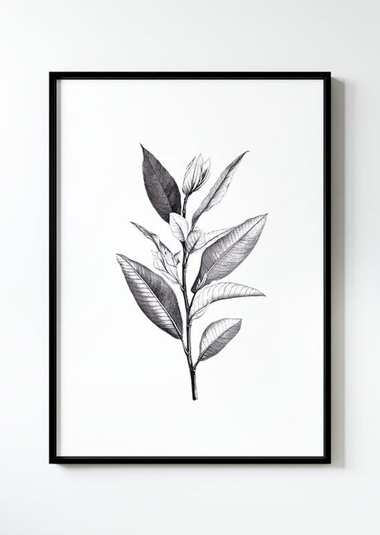 dessin gravure botanique en noir et blanc d'une branche aux feuilles longues dans un cadre.