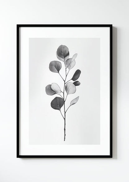 poster botanique d'une branche d'eucalyptus, grise dans un cadre noir.