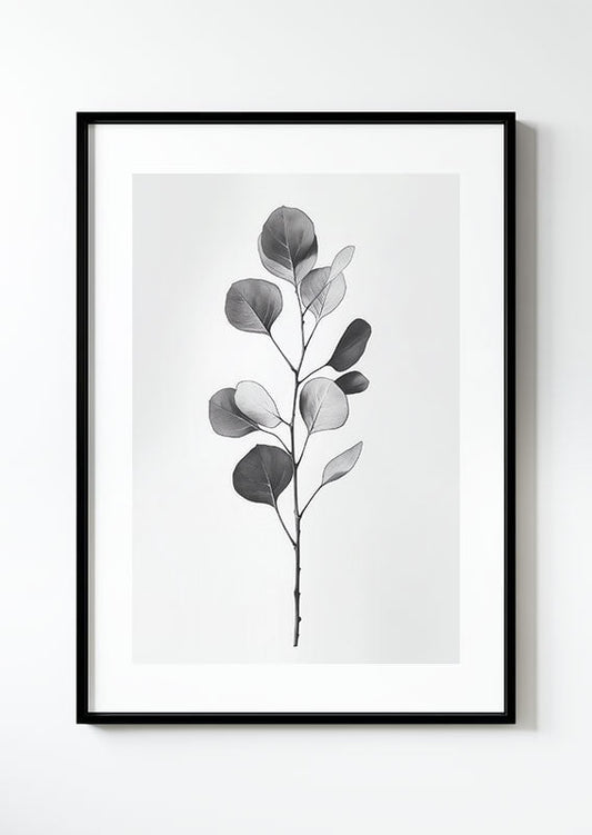 poster botanique d'une branche d'eucalyptus, grise dans un cadre noir.