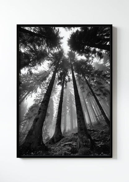 Affiche photographie noir et blanc d'arbres vu d'en bas dans une forêt, dans un cadre noir