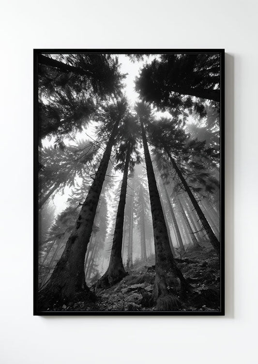 Affiche photographie noir et blanc d'arbres vu d'en bas dans une forêt, dans un cadre noir
