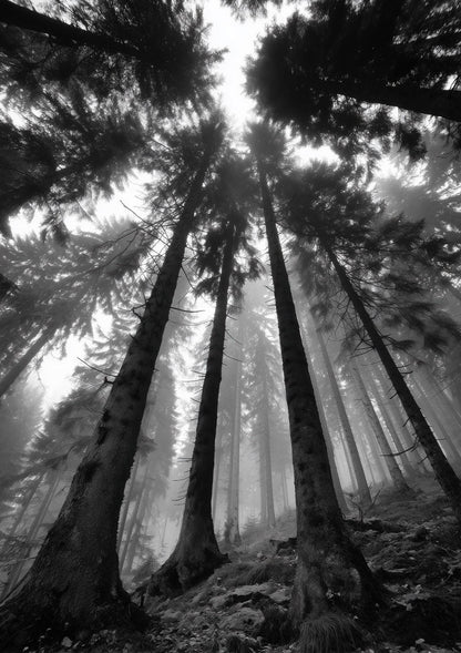 Affiche photographie noir et blanc d'arbre vue d'en bas dans une forêt